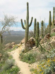 saguaro