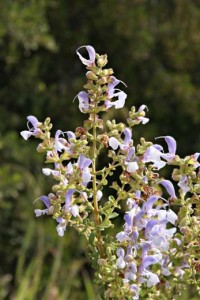 Salvia africana-caerulea