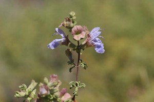 Salvia dentate near Nababeep