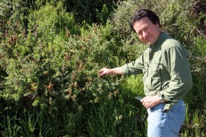 Salvia africana lutea in the wild outside Darling