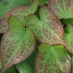  Epimedium x. versicolor 'Sulphureum'