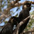Short-billed Black Cockatoos